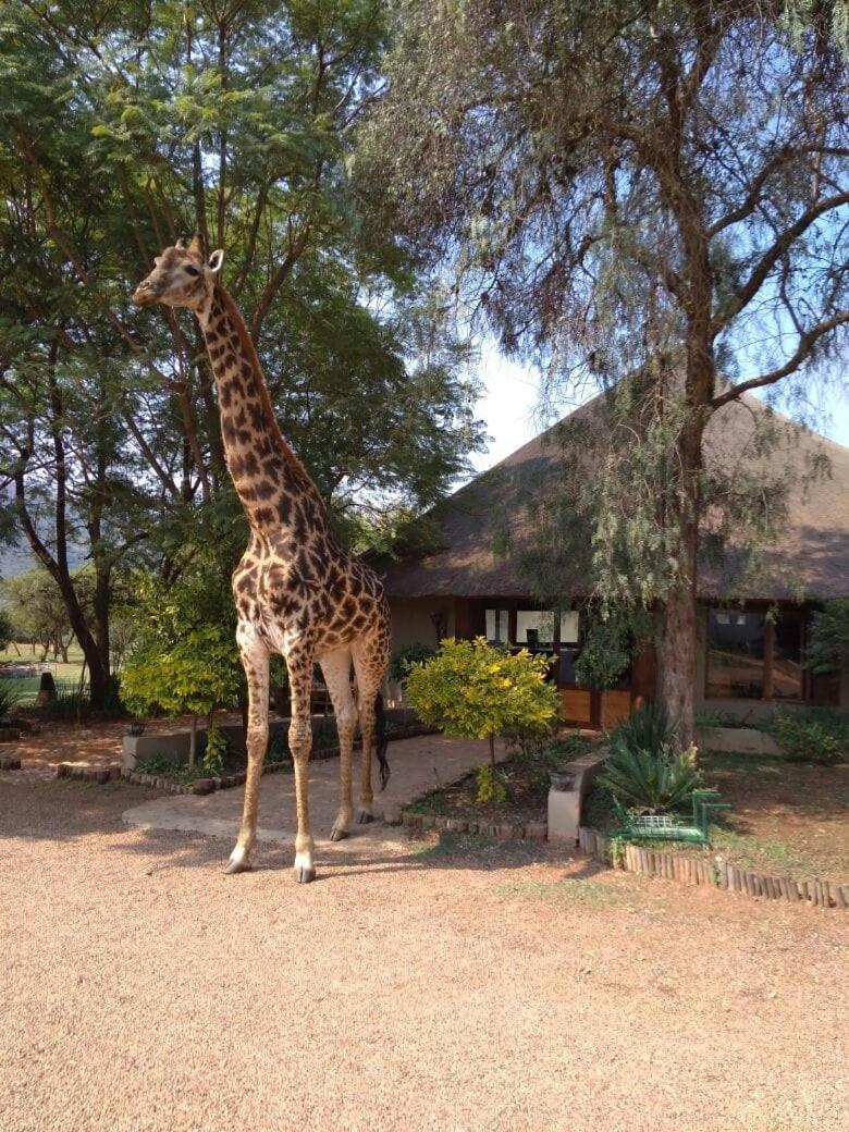 Thandile Country