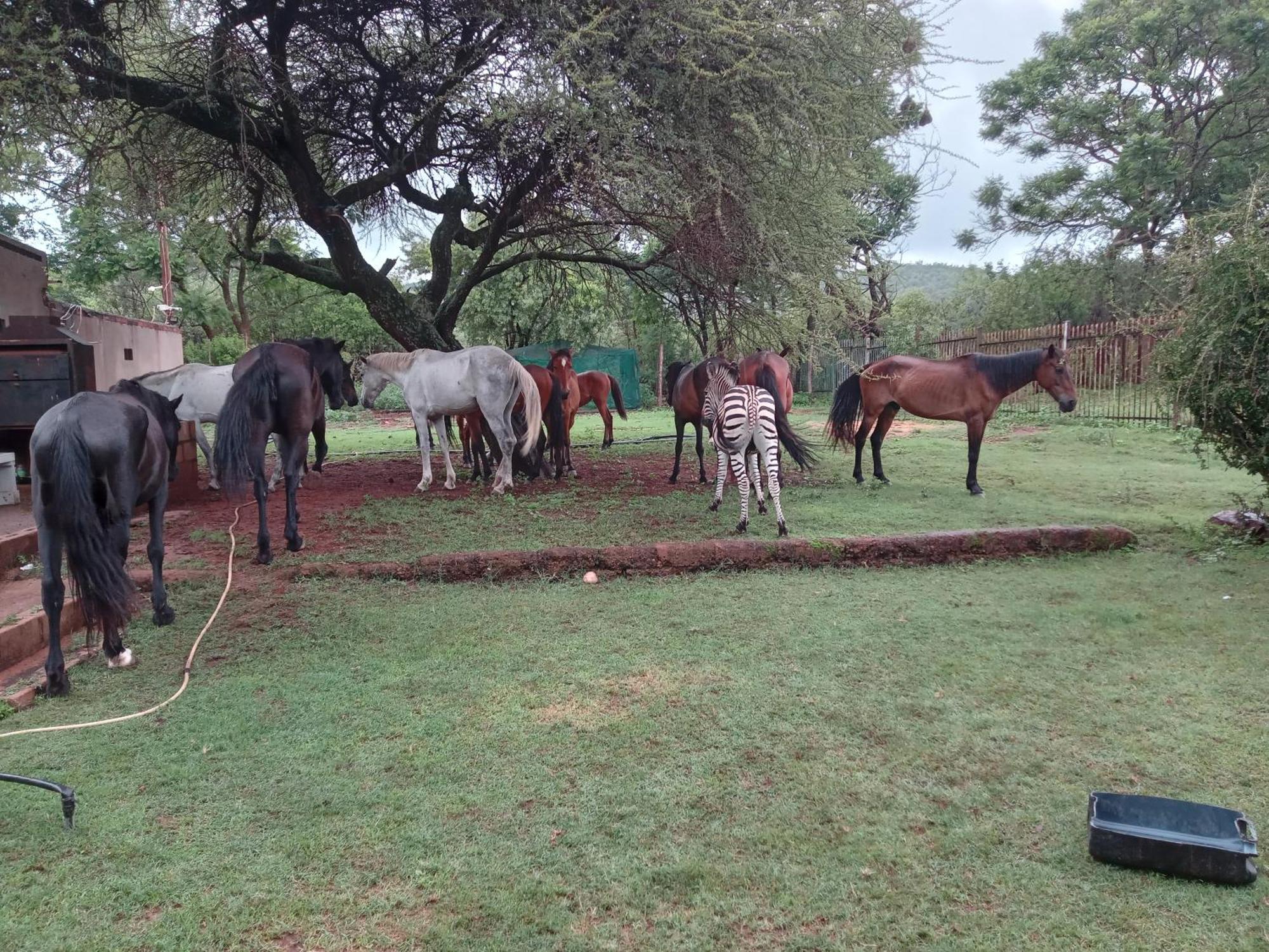 Thandile Country * Bela-Bela